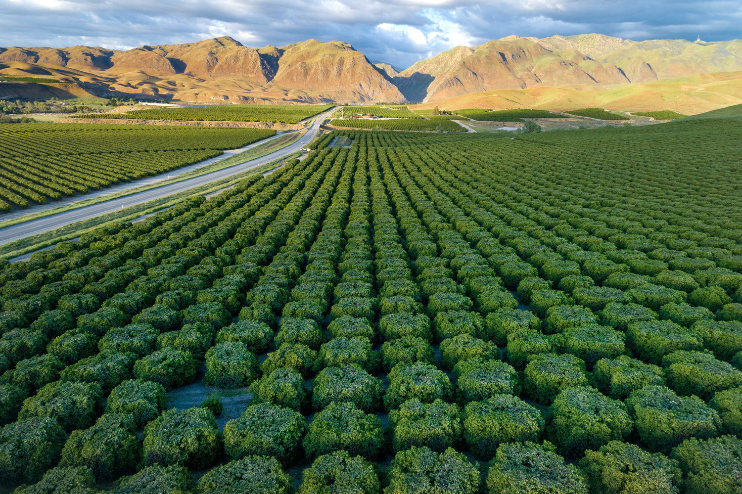 image of kern county vegetation